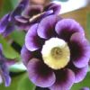 Auricula Sandra - Abriachan Nurseries